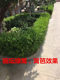 Extra-large leaf boxwood ball seedling flower box planted boxwood ball melon seeds boxwood fence seedling garden greening four seasons evergreen