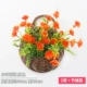 Little Lotus Flower Sunshine 2nd Bunding (отправьте маленький баскетбол бамбука)