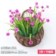 Lotus Heart Cao Purple 2 начинается (отправьте маленький баскетбол бамбука)