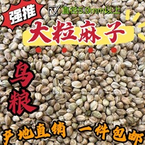 Large Grain Fiery Hemp Paper Shell Fire Numb Parrot Bird Grain Feed Hamster Squirrel Food Pigeon Food Dove Food Origin Straight Hair