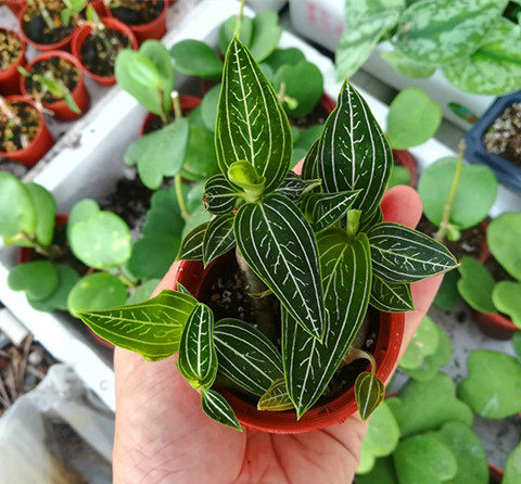 绿叶宝石兰金线莲石蚕ludisia Discolor 阴生观叶植物雨林缸