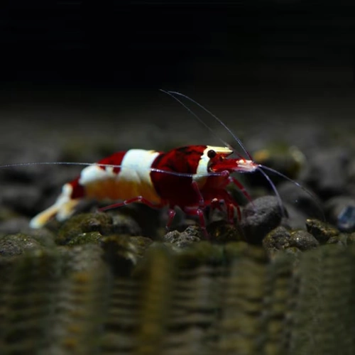 Румянец хрустальной креветки травяной бак смотри креветки креветки