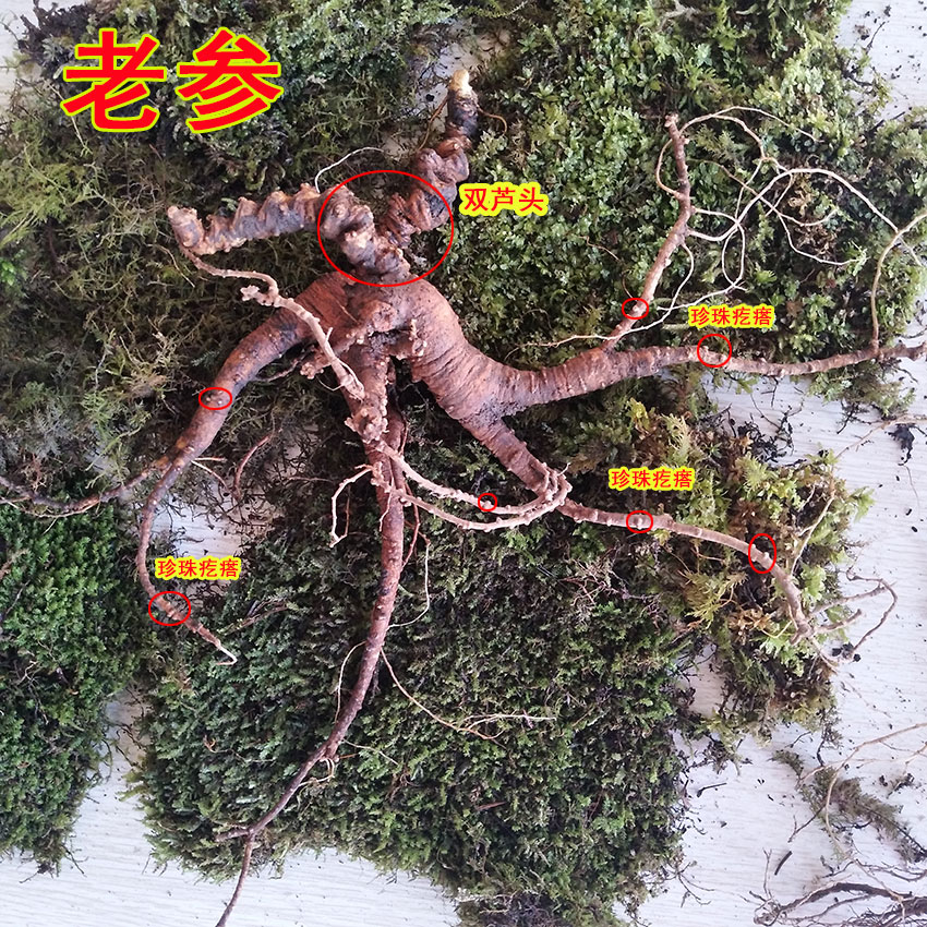 Changbai Yeshan fresh 25-year-old old ginseng under the forest