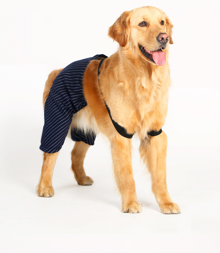 Quần áo chó lớn đẹp trai phù hợp với quần yếm chó Jin Mao Samoyed quần chó lớn quần áo chó cưng - Quần áo & phụ kiện thú cưng áo cho poodle