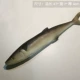 Daqiu Saury