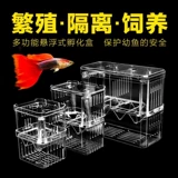 Изоляция коробка рыба детская сома тропическая рыба, рыба -тигр, сосающий сок рыба сырой маленький рыбная коробка, ящик для рыбы