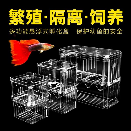 Изоляция коробка рыба детская сома тропическая рыба, рыба -тигр, сосающий сок рыба сырой маленький рыбная коробка, ящик для рыбы