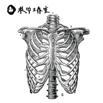 Zhi Ye chest tattoo stickers rib medical school of human anatomy skeleton skeleton spine tattoo handsome tattoo