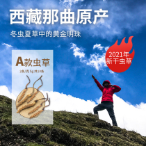 (Pre-sale 15 days)Yixian 21-year-old new Cordyceps Sinensis A type Naqu mining Cordyceps Dry Tea 10 5g