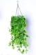 Tường trang trí cây xanh mô phỏng mây treo tường hoa lan nội thất phủ tường cây giả hoa treo hoa - Hoa nhân tạo / Cây / Trái cây cây bàng singapore giả