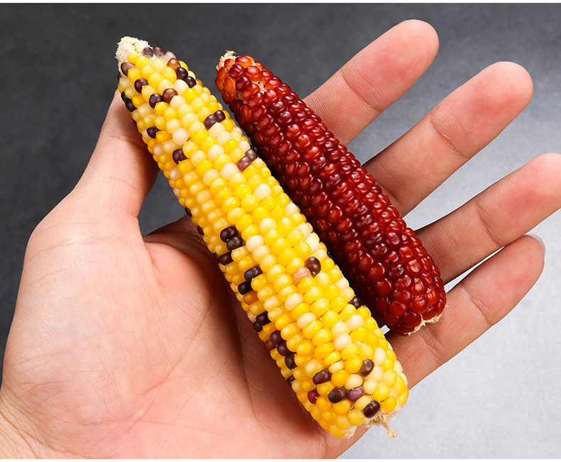 78 dragon cat guinea pig Hedgehog Squirrel Rabbit Golden Silk Bear Dwarf Hamster Hamster Mini Small Corn Grindroe Snack Bar Snacks