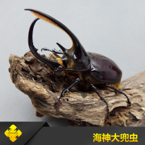 Poseidon big pocket worm Adult Larva Quadrupedal insect industry-Beetle Pet