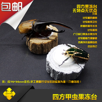 General jelly table Insect big pocket shovel armor Pet imitation ecological climbing food table Fruit devine square insect industry