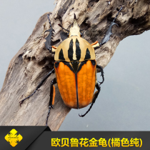 Obelu flower beetle Orange grain-free fluorescent grain-free larva Square insect industry-Beetle pet
