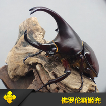 Florence Giddy Adult Larva Quadrupedal Insect Industry-Beetle Pet