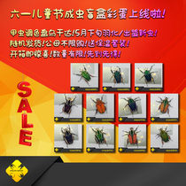 Uganda Flower Beetle Adult area (Update No 1) Sifang Insect Industry-Beetle pet