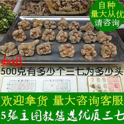 Yunnan Wenshan Spring Sanqi 20 head 30 head field seven sliding sleeve no shear mouth is not wild 37 substitute grinding powder 500g