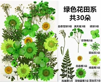 Зеленое зеленое поле