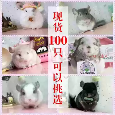 Pet Chinchilla live cubs Silver spotted gray beige Chinchilla live baby home breeding can be video physical store