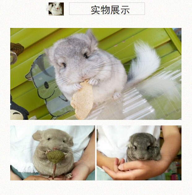 White Grey Black Blue Grey Silver Spotted Purple Grey Long Maulong Cat Baby Real Body Shop Living Things