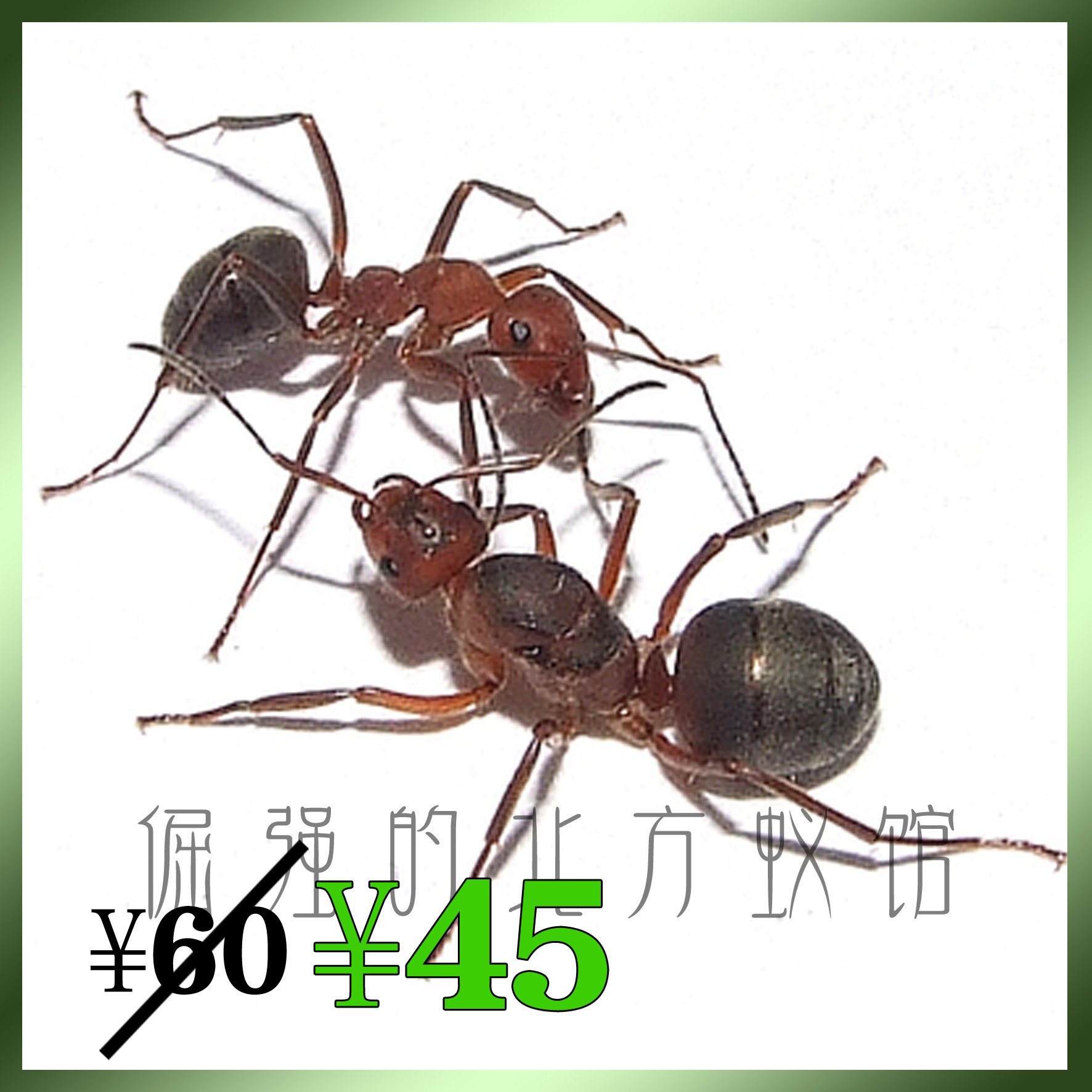 Pet ant Ishikari red ant 1 after 50 years red head red body red forest ant similar species do not breed fast