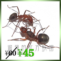 Pet ants Ishikari red ants More than 50 red-headed red-bodied red forest ants do not fight and breed fast