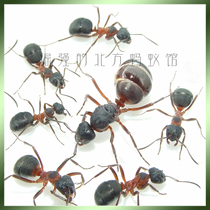 Pet ant Ural ant Formica uralensis 1 post 100 worker body color is beautiful