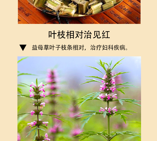 Tinh dầu thiên nhiên nguyên chất cây mẹ dầu trị thấp khớp xương đau khớp đốt sống cổ đau thắt lưng Hongyao dầu thuốc 3 chai - Tinh dầu điều trị tinh dầu hoa anh đào