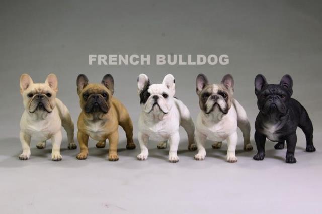 french bulldog size cm