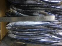 Fresh frozen saury 1 saury gross weight 20kg box barbecue ingredients Jiangsu Zhejiang Shanghai and Anhui