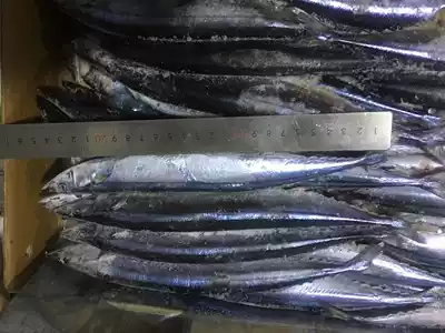 Fresh frozen saury 1 saury gross weight 20kg box barbecue ingredients Jiangsu, Zhejiang, Shanghai and Anhui