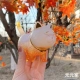 Золотая красочная кошка