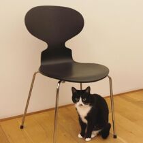 Dreamhome Ant chair ins minimalist modern designer No armchair photographed dining chair 7-word chair office chair