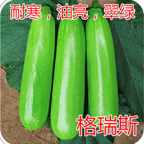 West Gourd Seed Corner Melon Seed Pepper Melon Dutch Import Antiviral and cold-resistant oil bright green high-yield Gres