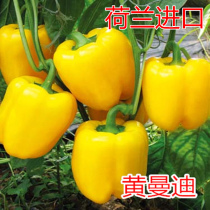 Color pepper seed sweet pepper seed square pepper Mie Dutch imported meat thick skin with high disease resistance and good yellow mandy