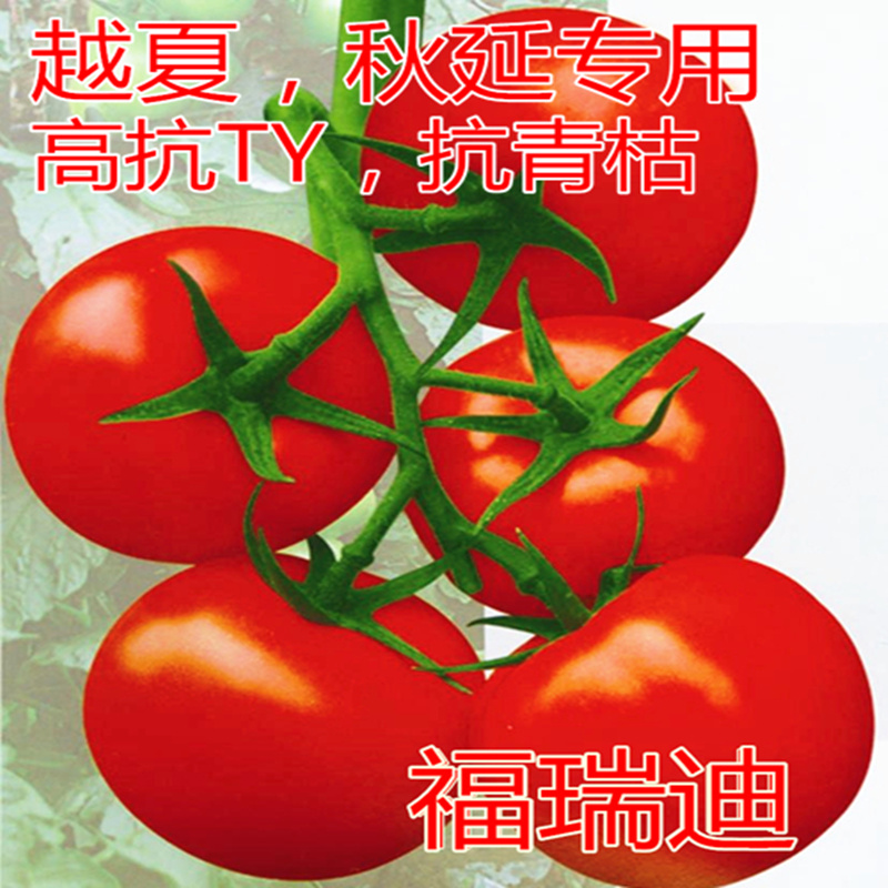 Tomato seeds tomato seeds Israel imported heat-resistant red high-yield disease-resistant vegetables Freddy