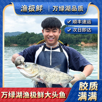 (Extremely Fresh Fishing) Wanlv Lake Big Head Fish - Fat Head Fish Chopped Pepper Fish Head Bighead Carp Original Ecological Live Fish Fresh and Killable