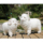 会叫仿真绵羊模型动物标本超市装饰风水摆件大小号毛绒玩具玩偶羊 mini 2