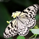 Dajiao Spa Butterfly Live Butterfly Larvae Butterfly Pupae Catcherpillar, Caterpillar Silkworr