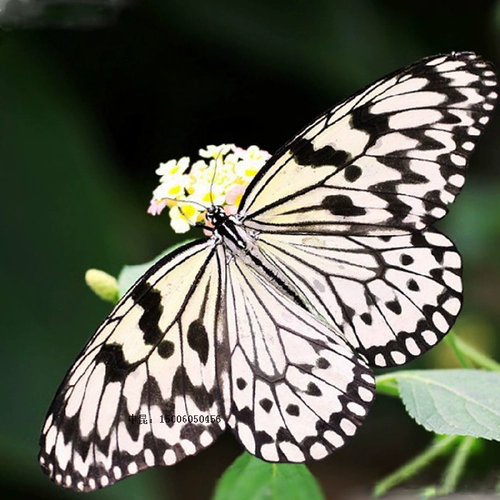 Dajiao Spa Butterfly Live Butterfly Larvae Butterfly Pupae Catcherpillar, Caterpillar Silkworr