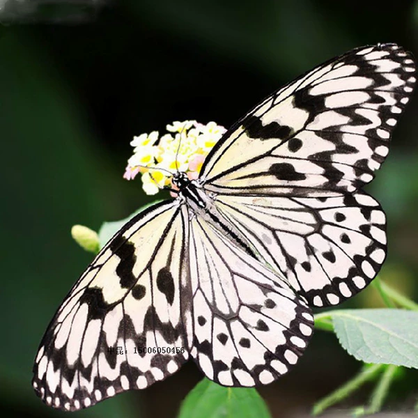 Товары от 中国昆虫