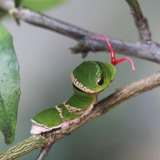 Нефритовый ремень Puch Diffeng Live Butterfly Bidge Butterfly Steller Bodhisattva metstical matsus шелкорный червя, детские яйца шелкота