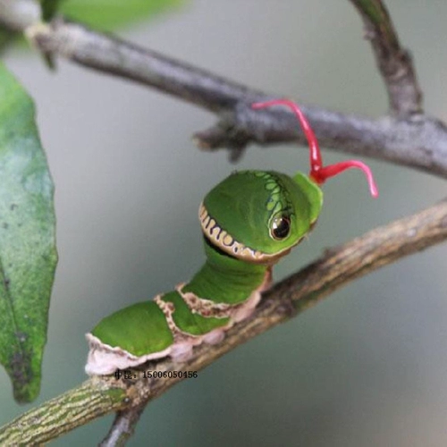 Нефритовый ремень Puch Diffeng Live Butterfly Bidge Butterfly Steller Bodhisattva metstical matsus шелкорный червя, детские яйца шелкота