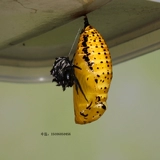 Dajiao Spa Butterfly Live Butterfly Larvae Butterfly Pupae Catcherpillar, Caterpillar Silkworr