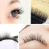 Ghép lông mi giả 0,05 Camellia Siêu mềm tự nhiên dày nhung nước 3D Trồng hoa giả lông mắt