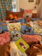 Year of the Horse Pure Cotton Four-Piece Bedding Set, All-Cotton Bed Sheet, Duvet Cover, Fitted Sheet, Red Children's Student Dormitory Three-Piece Duvet Cover Set