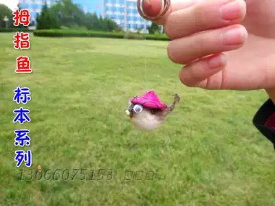 Puffer fish, air drum, fish, animal specimen decoration, car decoration, decoration, decoration, marine life