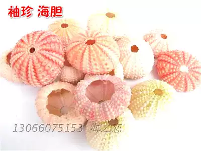 Natural sea urchin Pink bile Purple cyan sea urchin floor wall stickers Creative decoration props set meaty container