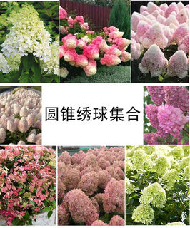 Cone Hydrangea Magic Bride Wilms Red Summer Snow Sundae Small Lemon Vanilla Strawberry White Jade Hydrangea Seedlings