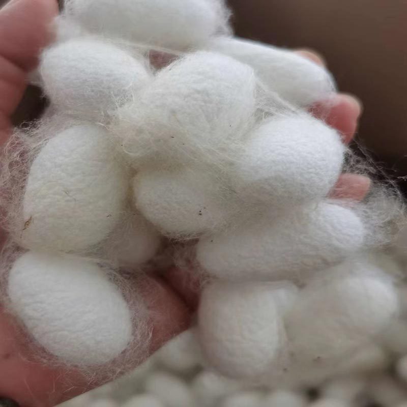 纯天然桑蚕茧双宫茧：从田间到你手中的温暖守护！-蚕茧-淘宝好物网